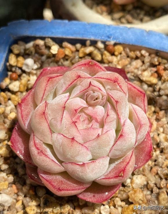 最受歡迎的10大多肉品種，顏值很高，深受花友喜歡，你養了嗎