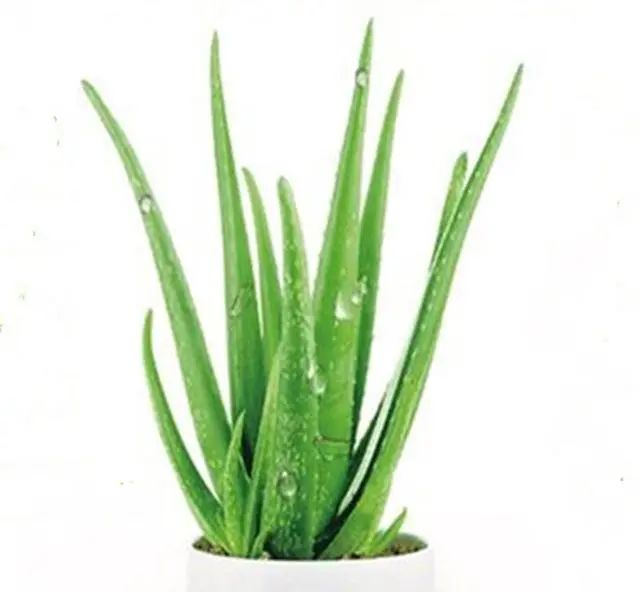 在家養綠植對身體有好處嗎_在家養綠植適合放什么_適合在家養的綠植