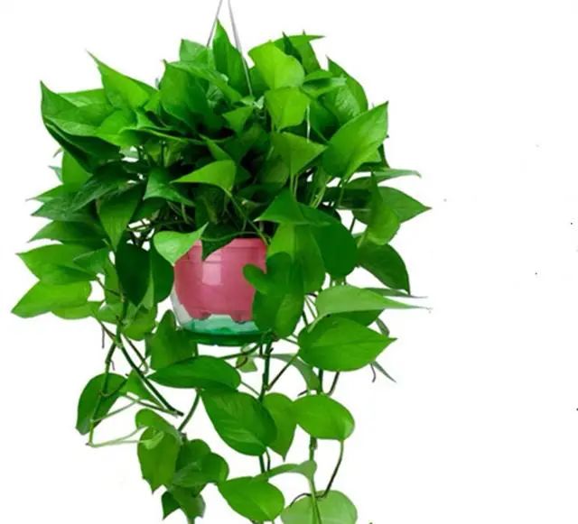 在家養綠植對身體有好處嗎_適合在家養的綠植_在家養綠植適合放什么