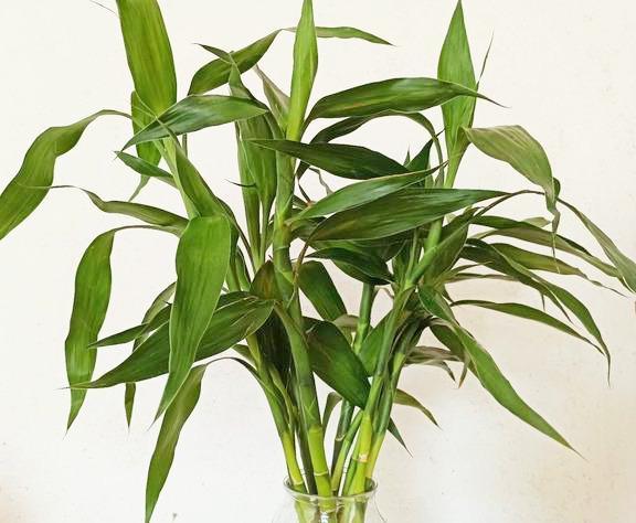 5種水培植物好養易活，打理簡單，再懶的人也不怕空盆