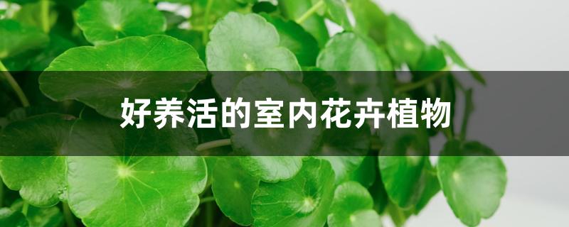 <strong>好養活的室內花卉植物</strong>