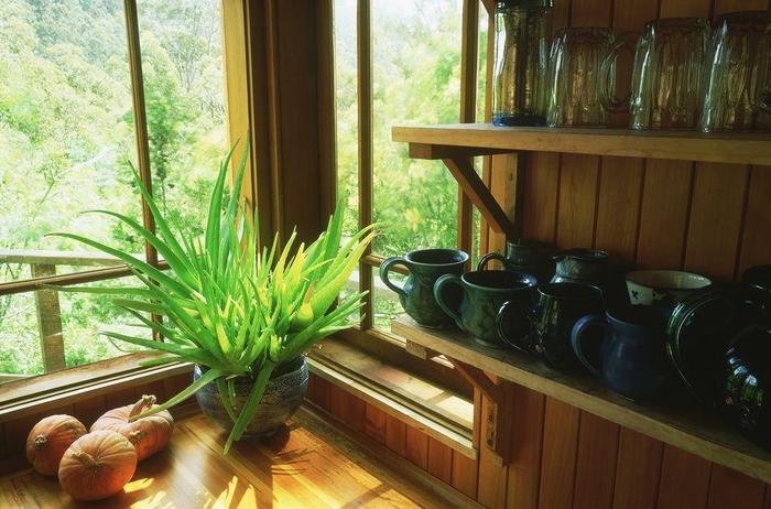 養在室內最喜歡光照的植物，這7種都不怕陽光直射