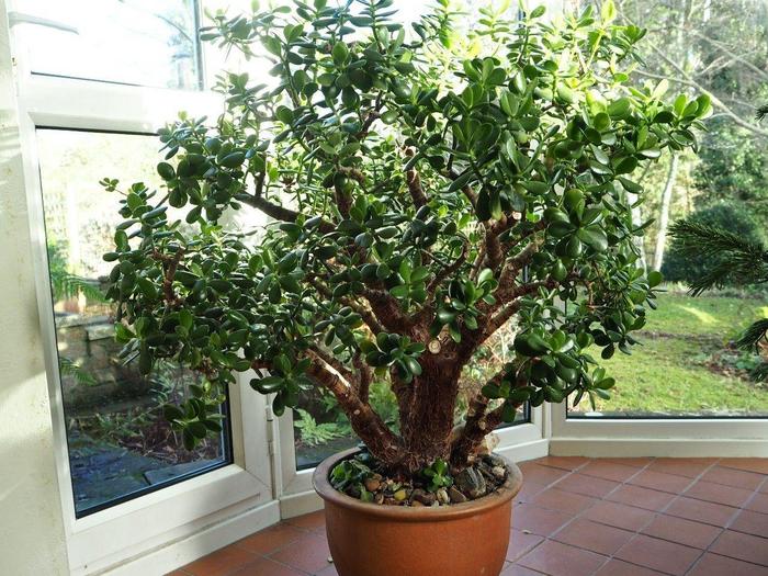 花卉室內陽光喜歡什么顏色_喜歡陽光的室內花卉_花卉室內陽光喜歡陽光嗎