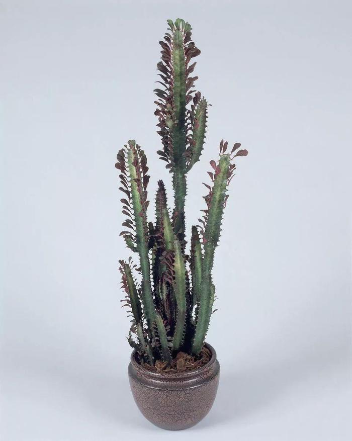 花卉室內陽光喜歡陽光嗎_喜歡陽光的室內花卉_花卉室內陽光喜歡什么顏色