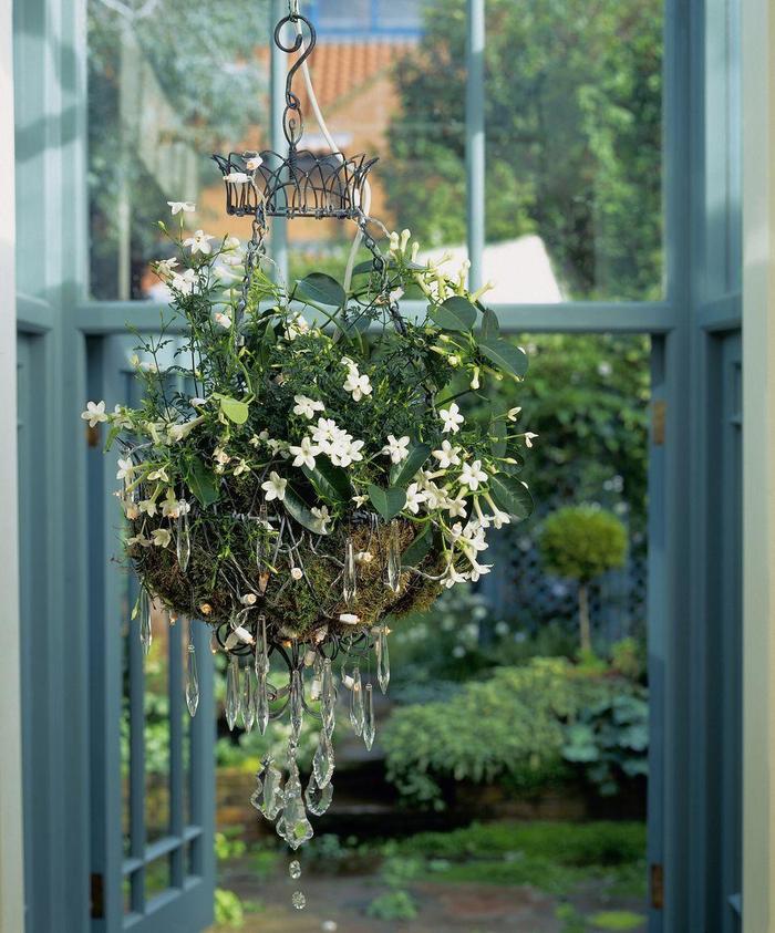 喜歡陽光的室內花卉_花卉室內陽光喜歡什么顏色_花卉室內陽光喜歡陽光嗎