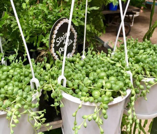 喜歡陽光的室內花卉_花卉室內陽光喜歡什么顏色_花卉室內陽光喜歡陽光嗎