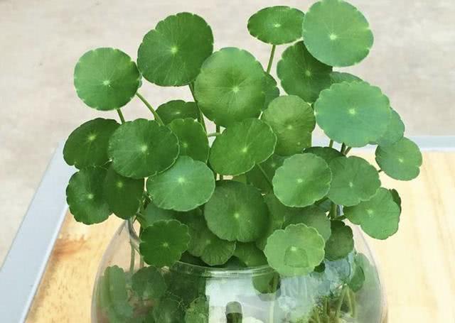 銅錢草“別亂養”，犯了“3個錯誤”，葉片會發軟，難成活！