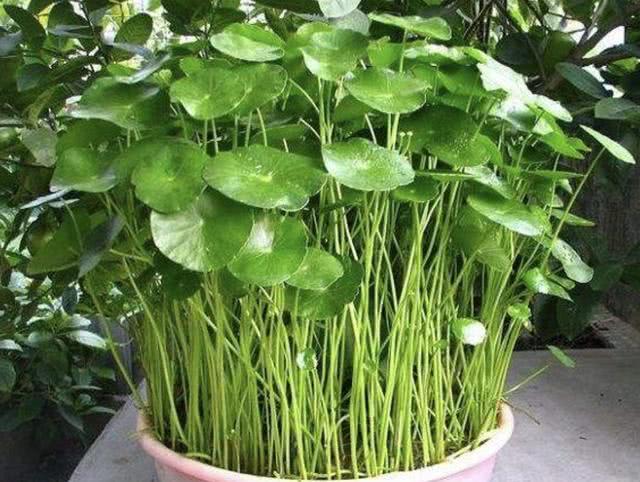 銅錢草適合室內養嗎_銅錢草適合室內養嗎_銅錢草適合室內養嗎