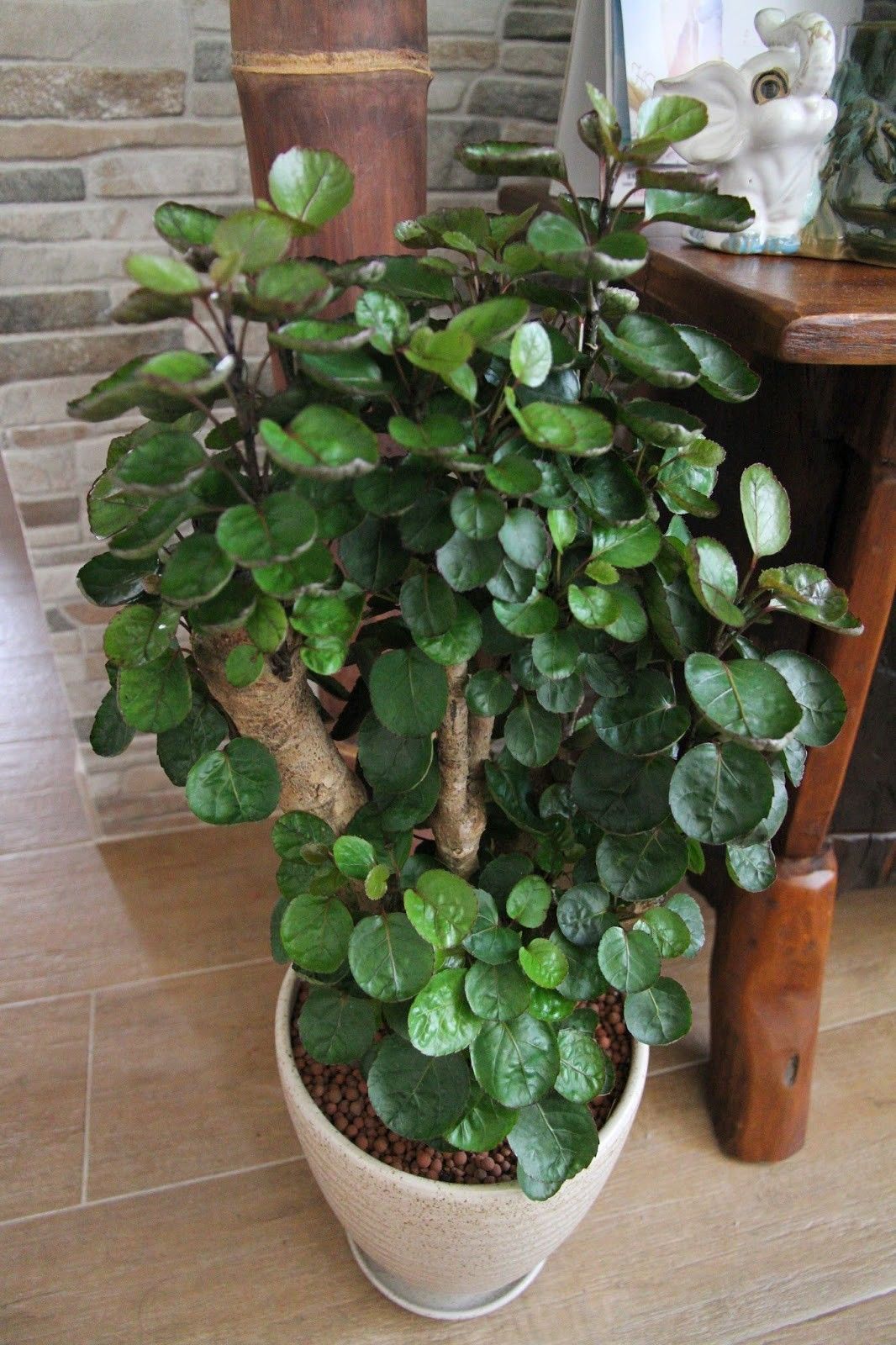 養在客廳的大型綠植，凈化空氣的能力是盆栽的10倍