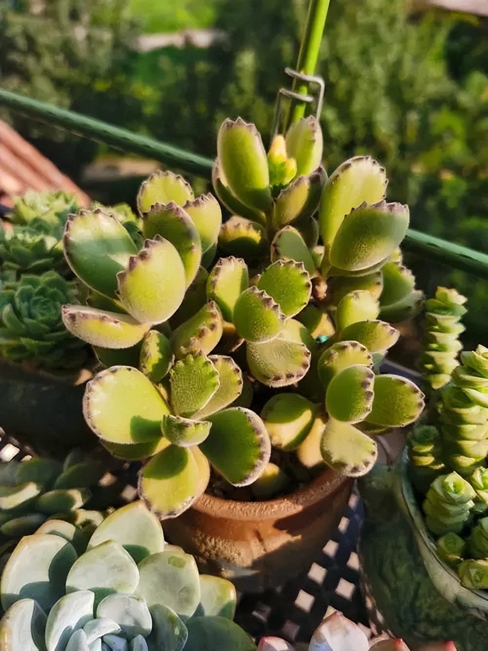 越養越旺的5種多肉植物，皮實好養愛爆盆，看看你喜歡哪種？