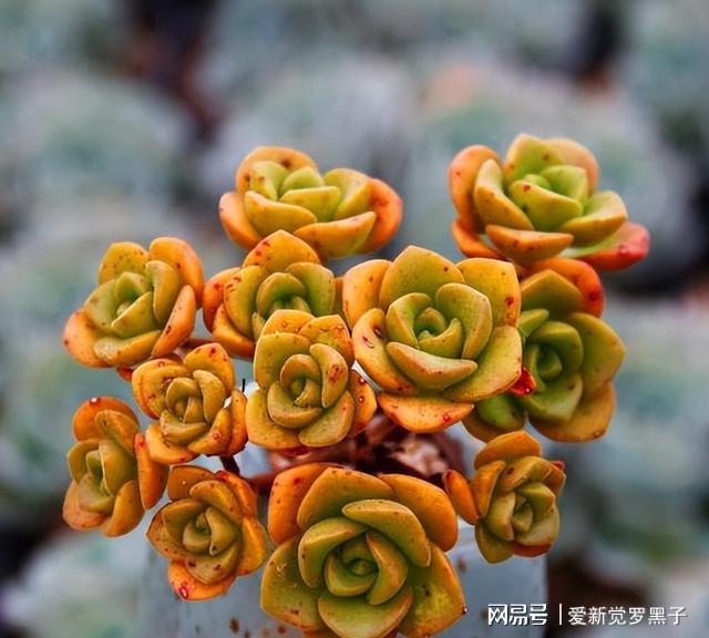 5款愛爆盆的多肉，大半年新芽擠滿盆，秋冬曬曬狀態美極了