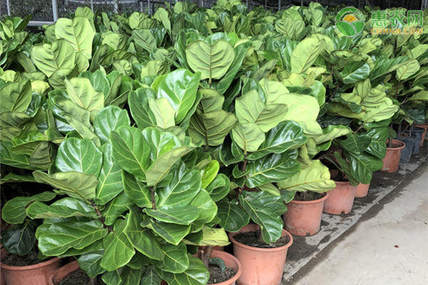 十大客廳養不死大型綠植