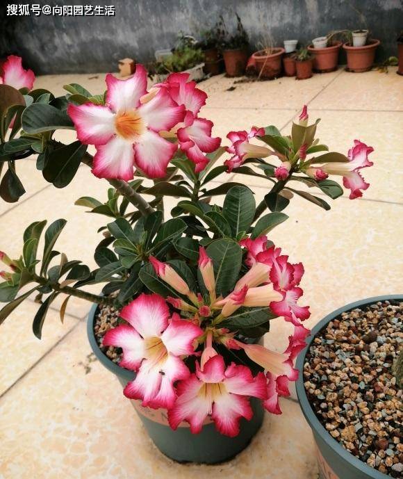 如何養(yǎng)沙漠玫瑰？8成顆粒養(yǎng)，1個(gè)月1次水，不爛根，開花多