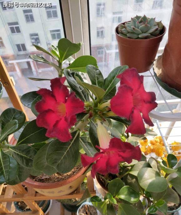 沙漠玫瑰室內(nèi)養(yǎng)還是室外養(yǎng)好_沙漠室內(nèi)玫瑰養(yǎng)適合花盆嗎_沙漠玫瑰花適合在室內(nèi)養(yǎng)嗎