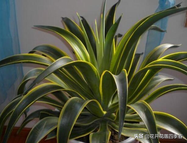 養(yǎng)上這“幾種花”，鎮(zhèn)宅又旺人，關(guān)鍵還能凈化空氣，看你家有嗎