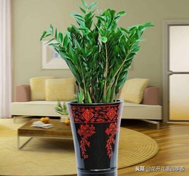 室內凈化空氣養什么花好_室內養什么花好還能凈化空氣旺財運_室內空氣凈化養什么花