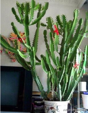 室內凈化空氣養什么花好_室內空氣凈化養什么花_室內養什么花好還能凈化空氣旺財運