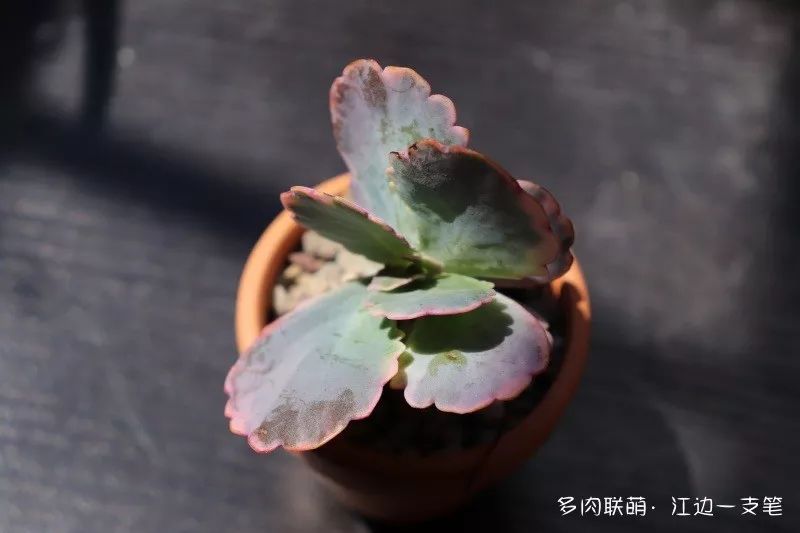 對(duì)比照，越來(lái)越丑的多肉