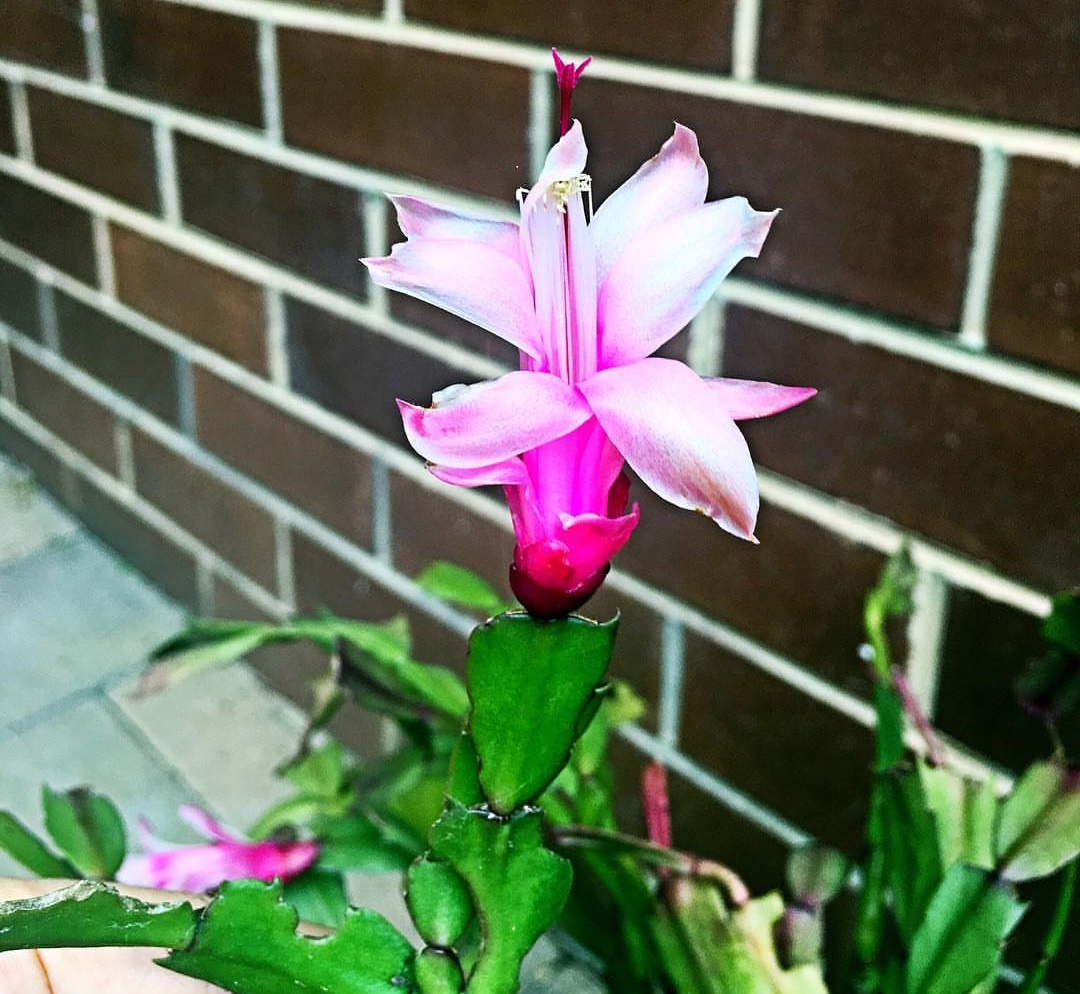 封閉陽臺(tái)最適合養(yǎng)的“4種花”，兩盆就能打造出漂亮的“小花園”