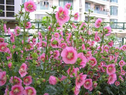 陽臺養適合花的植物_適合陽臺養的花_陽臺養適合花多肉嗎