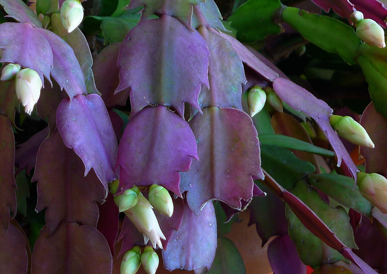 陽臺養適合花多肉嗎_適合陽臺養的花_陽臺養適合花的植物