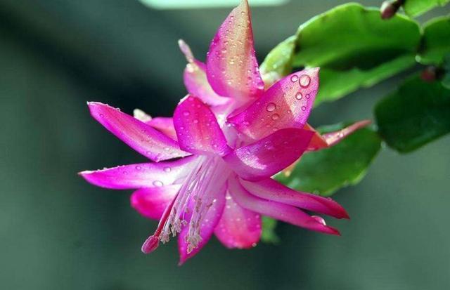 適合陽臺養的花_陽臺養適合花多肉嗎_陽臺養適合花的植物