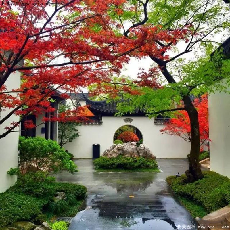 耐陰的爬藤花_耐陰的爬藤花卉有哪些_花卉耐陰爬藤有那些品種