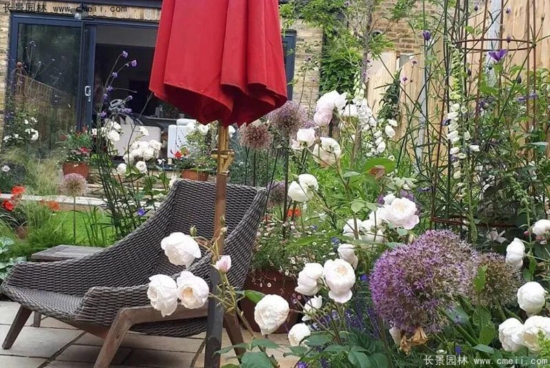 耐陰的爬藤花卉有哪些_花卉耐陰爬藤有那些品種_耐陰的爬藤花