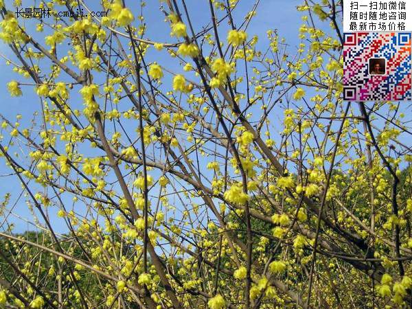 耐陰的爬藤花_花卉耐陰爬藤有那些品種_耐陰的爬藤花卉有哪些