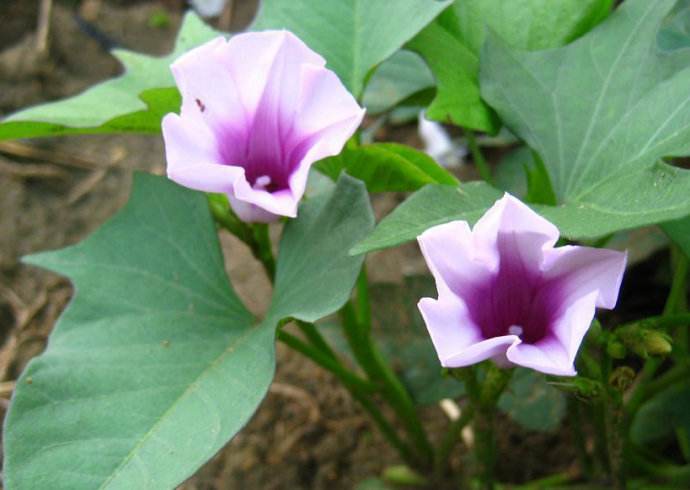 民諺“紅薯開花，夫妻分家”，這說法靠譜嗎？紅薯開花好不好？