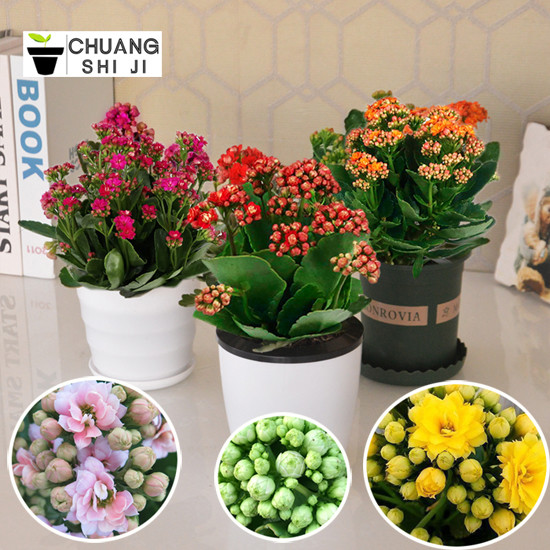 15種高顏值水培植物，不貴好養(yǎng)還可能免費(fèi)！一起搭建家里的植物角~