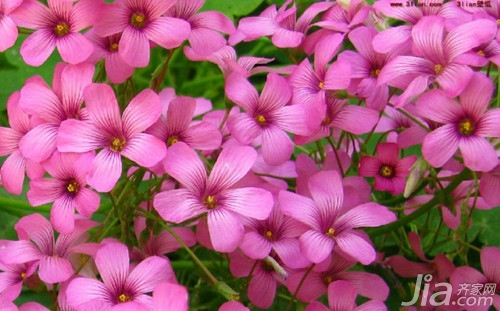 臥室養適合花草的植物_臥室適合養的花_什么花適合在臥室養
