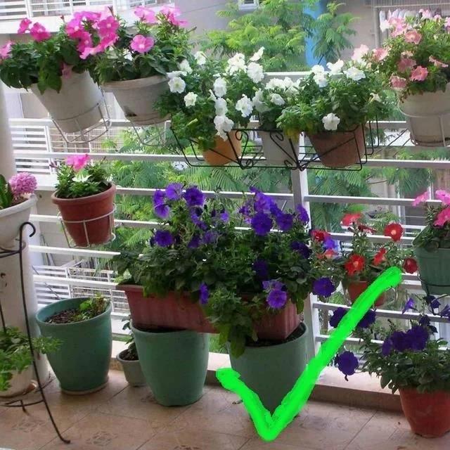 <strong>室內養花別亂養!3種花是大忌，這6種花旺財又養人</strong>