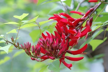 別人生日的時候應該送什么鮮花？