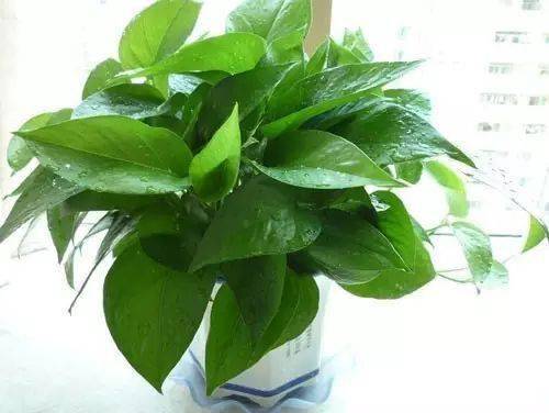 適合在辦公室桌面上養(yǎng)的盆栽綠植！凈化空氣又養(yǎng)眼~