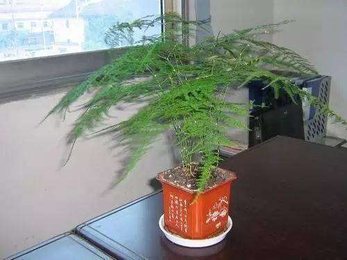 辦公室養(yǎng)綠植適合放什么花_辦公室養(yǎng)綠植適合什么花_適合在辦公室養(yǎng)的綠植