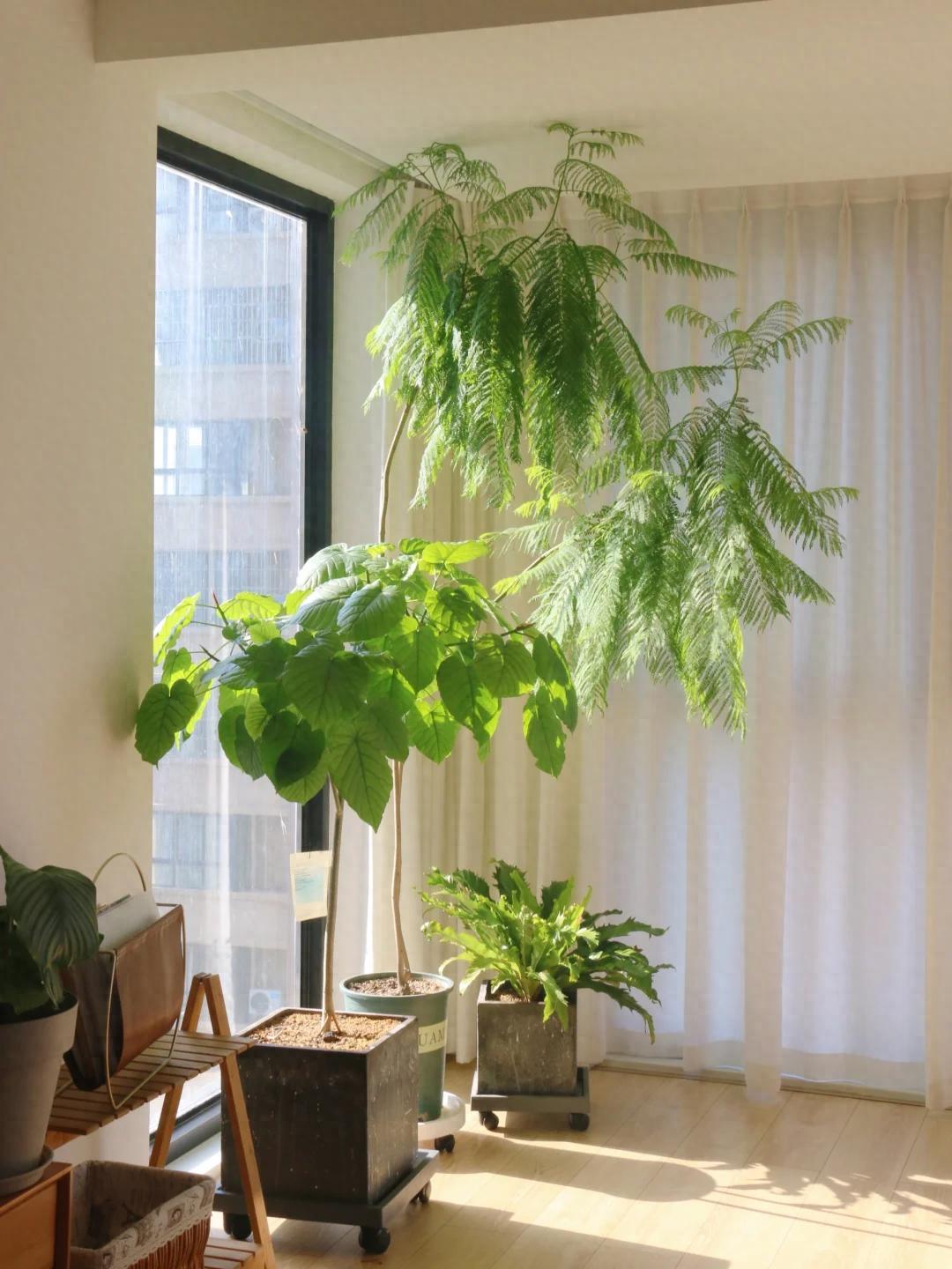 <strong>憑“實(shí)力”走紅的10種樹，養(yǎng)在“客廳”真哇塞，難怪網(wǎng)友喜歡</strong>