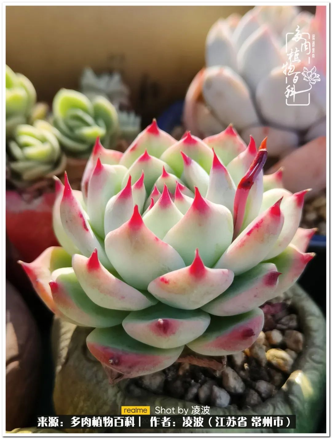 <strong>包郵區(qū)多肉的美好春色，愿我們?cè)谶@個(gè)深坑里永遠(yuǎn)快樂</strong>