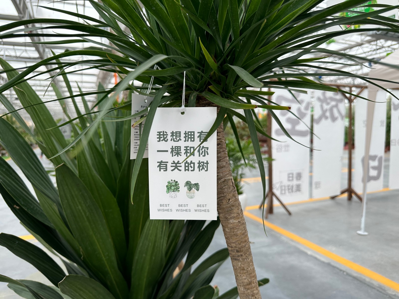 洛陽市花卉市場營業時間_洛陽花卉市場_洛陽花卉市場電話號碼