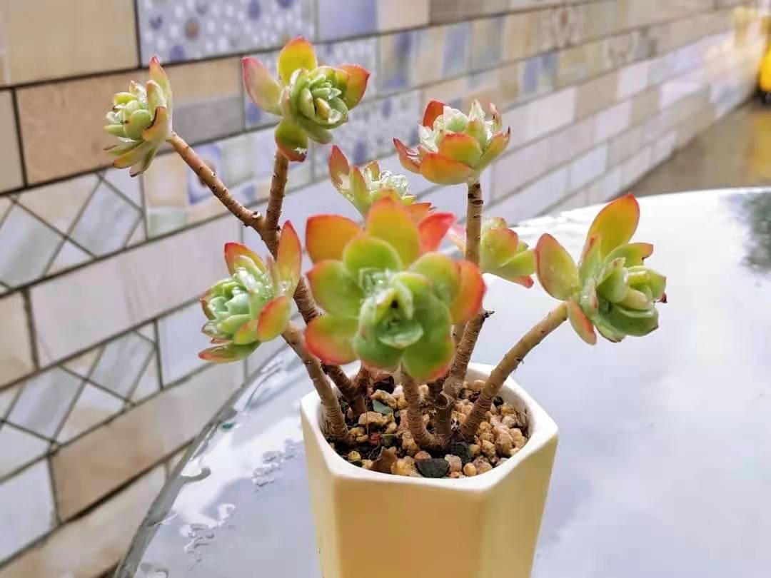 35塊入手的薄化妝多肉，養(yǎng)了7個(gè)月，如今蛻變得越來越美了