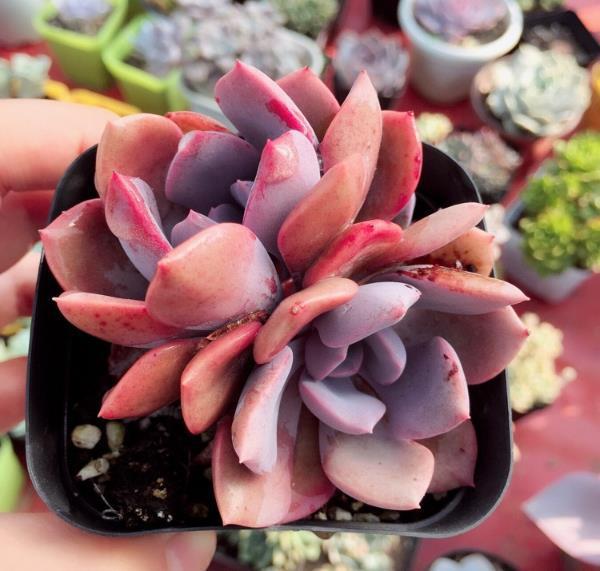 <strong>夏季防止多肉植物曬傷有方法，稍微遮陽(yáng)，葉片變色長(zhǎng)美！</strong>