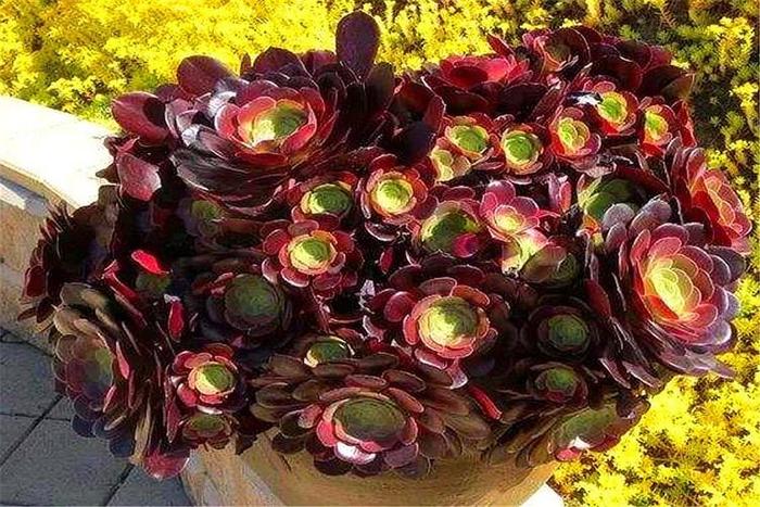 多肉紫羊絨，顏值高，爆頭快，養(yǎng)護(hù)牢記“9個(gè)字”，最適合新手