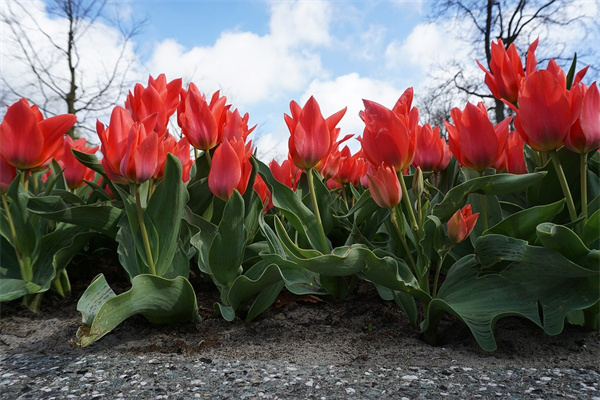 家居盆栽花卉(家庭盆栽花卉名稱大全)