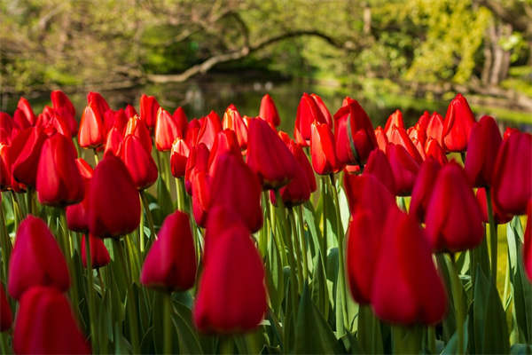 秋季的綠植(秋季綠植養護注意事項)