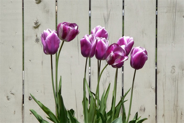 巴西木水培盆栽(巴西木水培盆栽怎么養護)