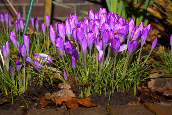 什么花適合在室內養殖綠植也可以(什么花適合在室內養殖綠植也可以養)