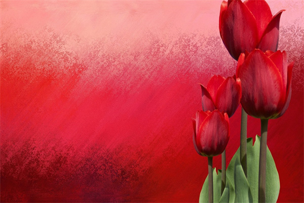 什么花適合室內盆栽(室內什么花卉盆栽好養)