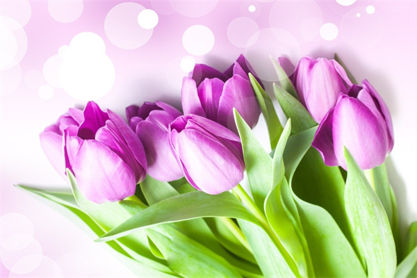 大葉金鉆一盆栽幾棵(大葉金鉆室內容易栽培嗎)