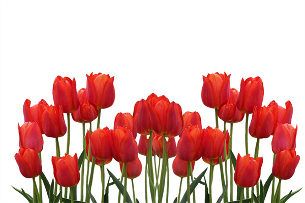 多肉屬于開花植物嗎(多肉屬于開花植物嗎為什么)