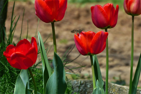 會議室綠植布置(會議室綠植布置一米)